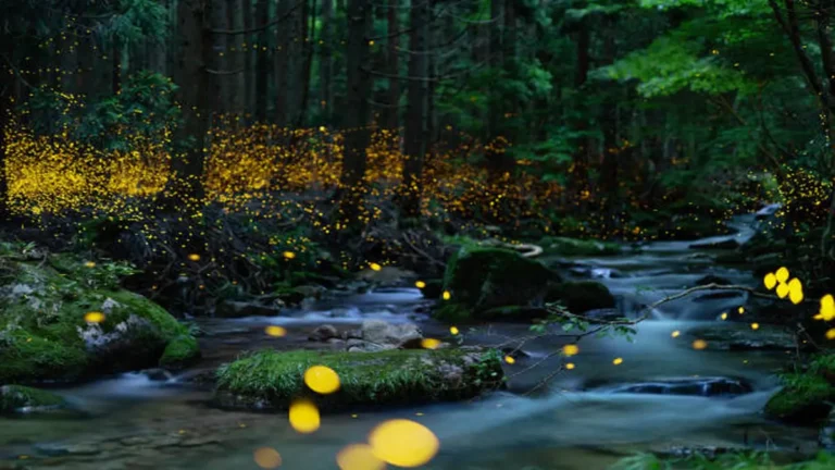 Great Smoky Mountains Fireflies: Elkmont Lottery Expained